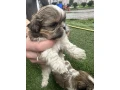 shih-tzu-puppies-small-1