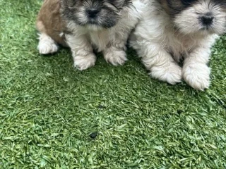 Shih Tzu puppies