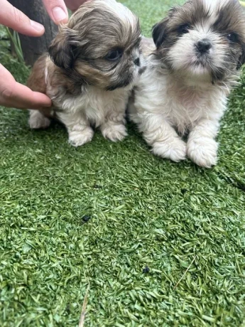 shih-tzu-puppies-big-2