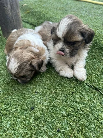 shih-tzu-puppies-big-5