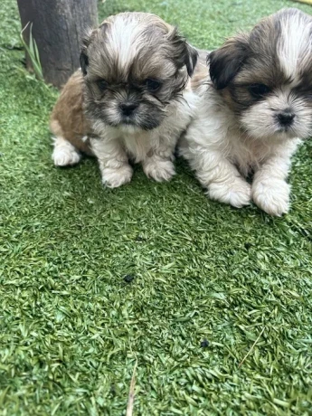 shih-tzu-puppies-big-0