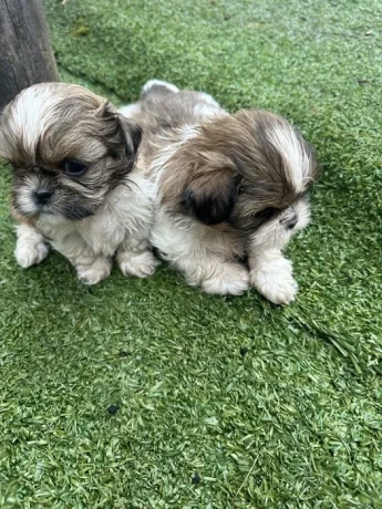 shih-tzu-puppies-big-4