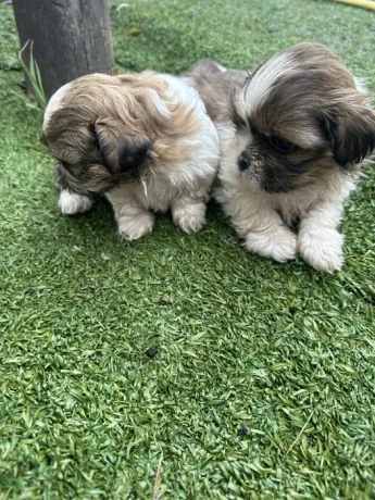 shih-tzu-puppies-big-3