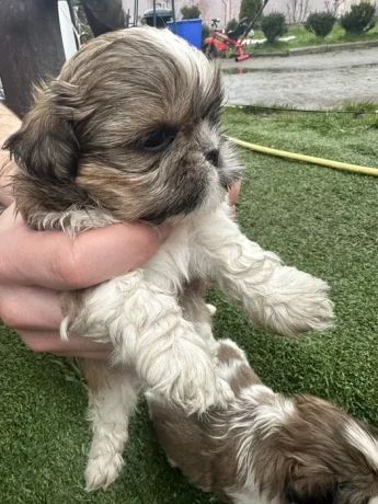 shih-tzu-puppies-big-1