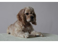 3-month-old-female-cocker-spaniel-for-sale-in-manhattan-ny-small-2