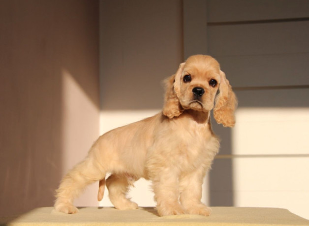 3-month-old-female-cocker-spaniel-for-sale-in-manhattan-ny-big-1