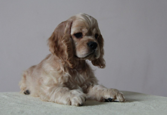 3-month-old-female-cocker-spaniel-for-sale-in-manhattan-ny-big-2