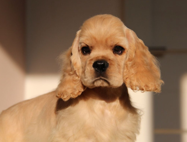 3-month-old-female-cocker-spaniel-for-sale-in-manhattan-ny-big-3