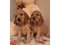 2-male-cocker-spaniel-puppies-ready-for-adoption-in-bronx-ny-small-1