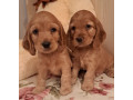 2-male-cocker-spaniel-puppies-ready-for-adoption-in-bronx-ny-small-0