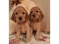 2-male-cocker-spaniel-puppies-ready-for-adoption-in-bronx-ny-small-4