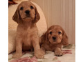 2-male-cocker-spaniel-puppies-ready-for-adoption-in-bronx-ny-small-3