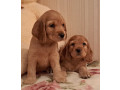 2-male-cocker-spaniel-puppies-ready-for-adoption-in-bronx-ny-small-2