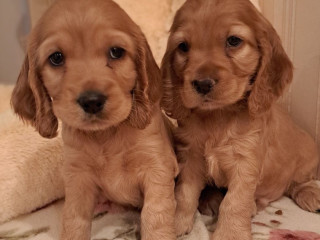 2 Male Cocker Spaniel Puppies Ready for Adoption in Bronx, NY