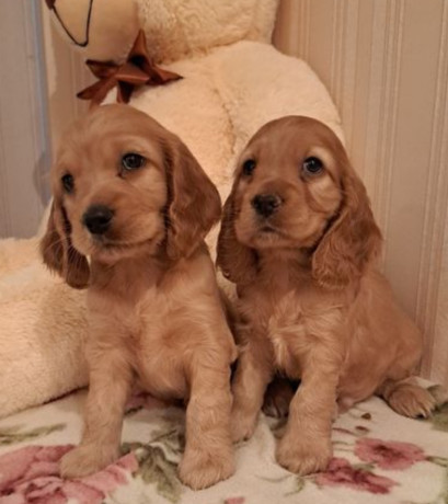 2-male-cocker-spaniel-puppies-ready-for-adoption-in-bronx-ny-big-1