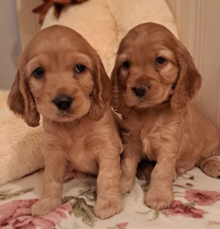 2-male-cocker-spaniel-puppies-ready-for-adoption-in-bronx-ny-big-0