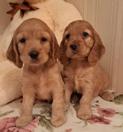 2-male-cocker-spaniel-puppies-ready-for-adoption-in-bronx-ny-big-4