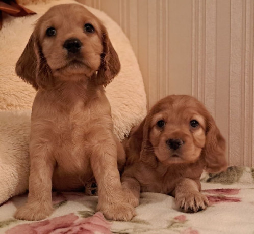 2-male-cocker-spaniel-puppies-ready-for-adoption-in-bronx-ny-big-3