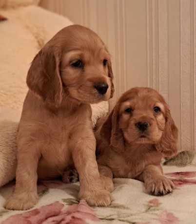 2-male-cocker-spaniel-puppies-ready-for-adoption-in-bronx-ny-big-2