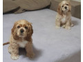 cocker-spaniel-puppies-for-sale-1-male-2-females-in-lincoln-park-mi-small-4