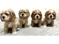 cocker-spaniel-puppies-for-sale-1-male-2-females-in-lincoln-park-mi-small-0