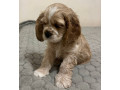 cocker-spaniel-puppies-for-sale-1-male-2-females-in-lincoln-park-mi-small-1