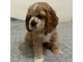 cocker-spaniel-puppies-for-sale-1-male-2-females-in-lincoln-park-mi-small-2