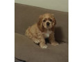 cocker-spaniel-puppies-for-sale-1-male-2-females-in-lincoln-park-mi-small-3