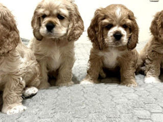 Cocker Spaniel Puppies for Sale 1 Male, 2 Females in Lincoln Park, MI