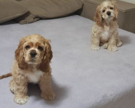 cocker-spaniel-puppies-for-sale-1-male-2-females-in-lincoln-park-mi-big-4