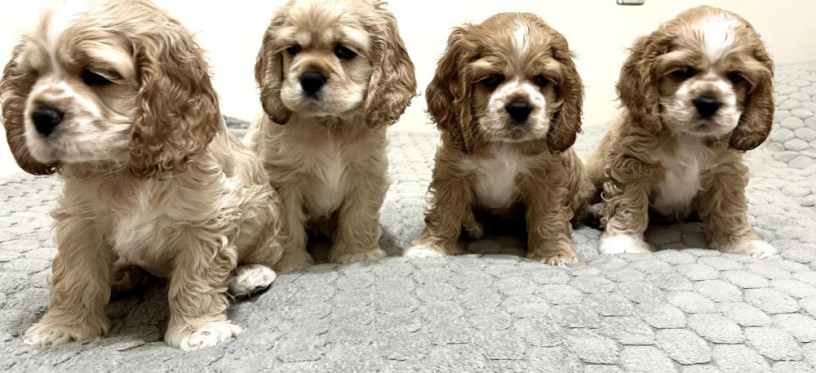 cocker-spaniel-puppies-for-sale-1-male-2-females-in-lincoln-park-mi-big-0