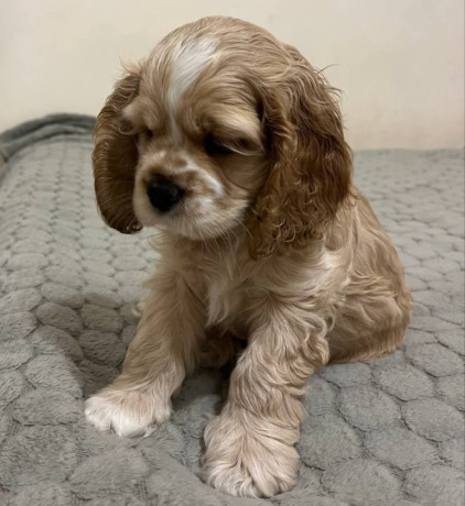 cocker-spaniel-puppies-for-sale-1-male-2-females-in-lincoln-park-mi-big-1