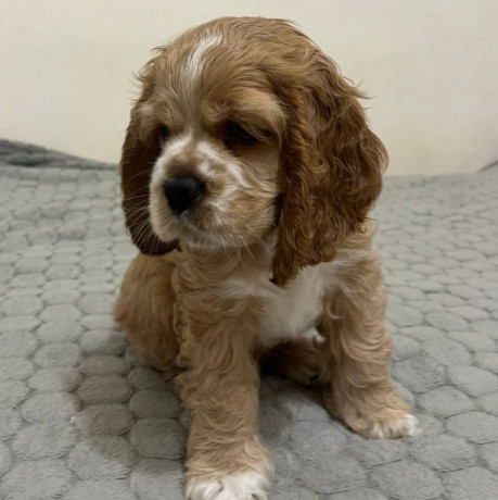 cocker-spaniel-puppies-for-sale-1-male-2-females-in-lincoln-park-mi-big-2