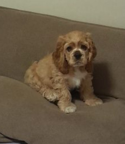 cocker-spaniel-puppies-for-sale-1-male-2-females-in-lincoln-park-mi-big-3