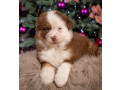 australian-shepherd-puppy-for-sale-male-9-weeks-small-3