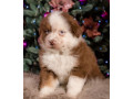 australian-shepherd-puppy-for-sale-male-9-weeks-small-0