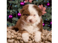 australian-shepherd-puppy-for-sale-male-9-weeks-small-2