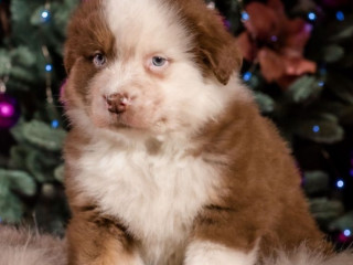 Australian Shepherd Puppy for Sale Male, 9 Weeks