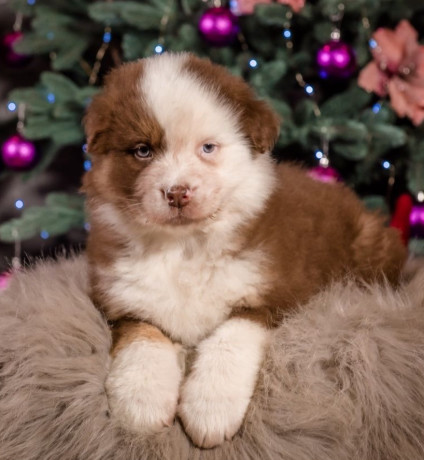 australian-shepherd-puppy-for-sale-male-9-weeks-big-3