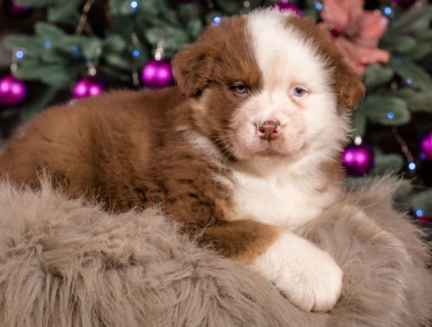 australian-shepherd-puppy-for-sale-male-9-weeks-big-1