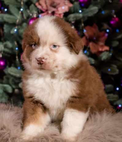 australian-shepherd-puppy-for-sale-male-9-weeks-big-0