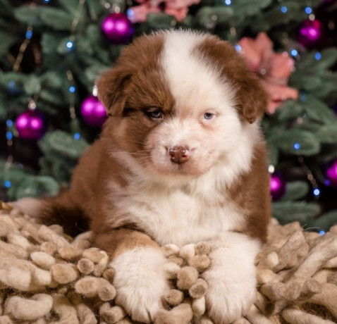 australian-shepherd-puppy-for-sale-male-9-weeks-big-2