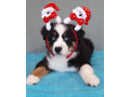 two-female-australian-shepherd-puppies-for-sale-6-weeks-in-austin-tx-small-3