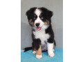 two-female-australian-shepherd-puppies-for-sale-6-weeks-in-austin-tx-small-1