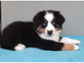 two-female-australian-shepherd-puppies-for-sale-6-weeks-in-austin-tx-small-2