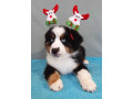 two-female-australian-shepherd-puppies-for-sale-6-weeks-in-austin-tx-small-4