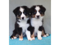 two-female-australian-shepherd-puppies-for-sale-6-weeks-in-austin-tx-small-0