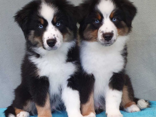 Two Female Australian Shepherd Puppies for Sale 6 Weeks in Austin, TX