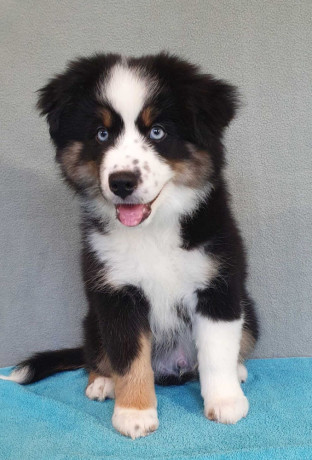 two-female-australian-shepherd-puppies-for-sale-6-weeks-in-austin-tx-big-1