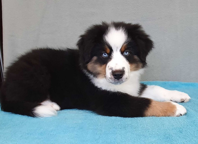 two-female-australian-shepherd-puppies-for-sale-6-weeks-in-austin-tx-big-2